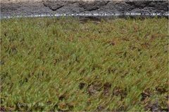 Myriophyllum oliganthum